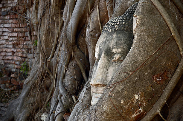 대불 헤드 트리에서 루츠, 왓 마하탓-수코타이 - monk meditating thailand bangkok 뉴스 사진 이미지