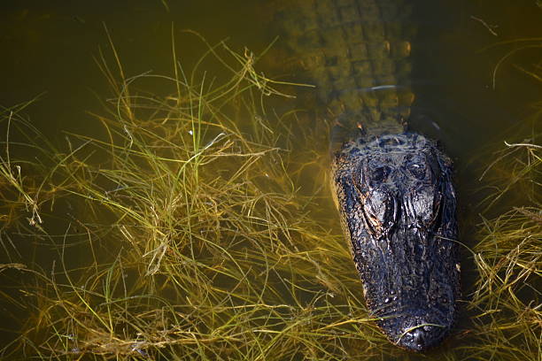istock American Alligator Resting in the Grass 508756754
