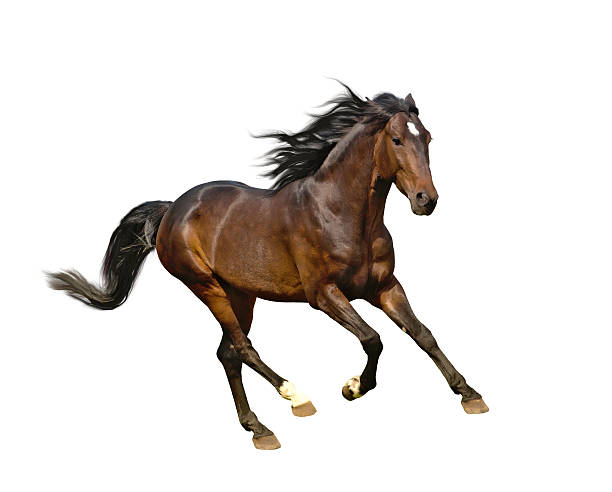 istock isolate of the brown horse 508757098