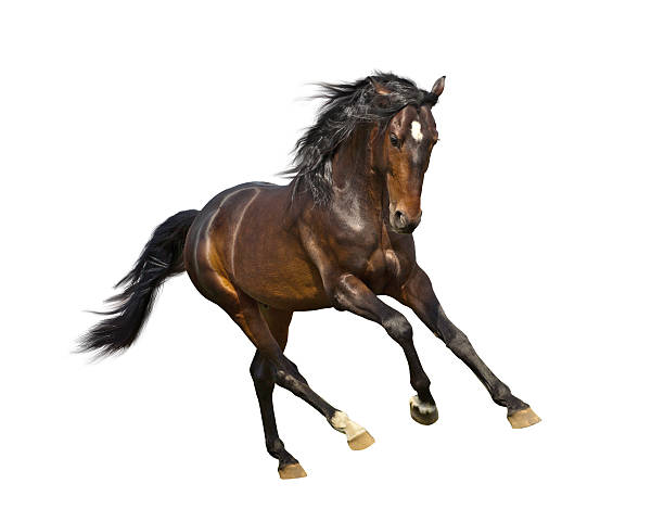 istock isolate of the brown horse 508757164