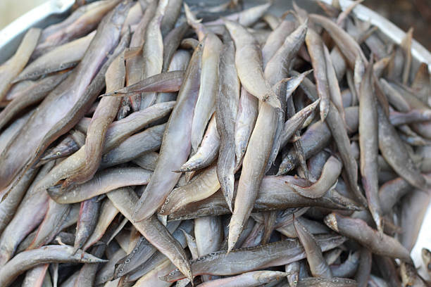 istock Fresh fish in the market. 508758035