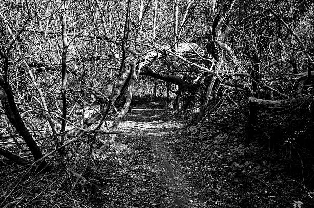 istock The Path To The Secret Garden? 508758202