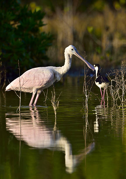 istock The Female Roseate Spoonbill 508758214