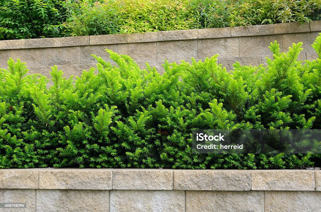 Tiered Retaining Wall with Yew Shrubs Tiered Retaining Wall with Yew (Taxus) Evergreen Shrubs Taunton - Somerset Stock Photo