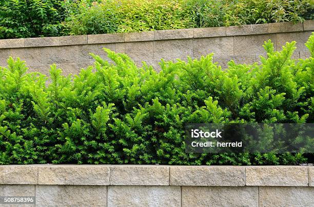 Tiered Retaining Wall With Yew Shrubs Stock Photo - Download Image Now - Taunton - Somerset, Yew Tree, Architecture