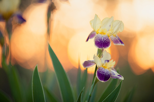 Close up and selective focus of a purple and white bearded iris wildflower against a setting sun. Lots of copy space.