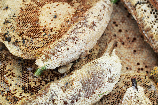 istock fresh honey in the comb 508758619