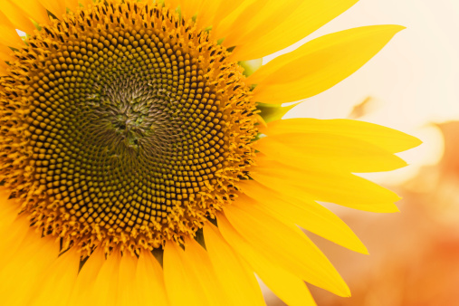 Sunflower close up, tinted photo