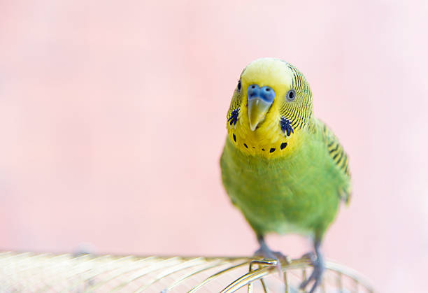 Budgerigar on its cage. Budgie Budgerigar on the birdcage. Budgie aviary photos stock pictures, royalty-free photos & images