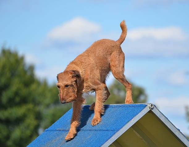 アイリッシュテリア犬の敏しょう性試験 - irish terrier dog running terrier ストックフォトと画��像