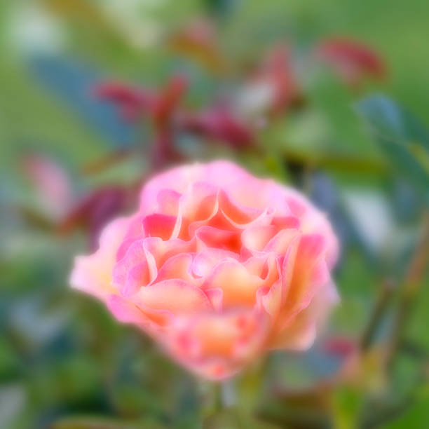 istock Rose flowers. Blurred nature background 508759130