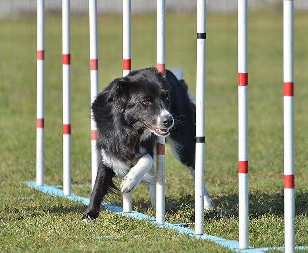 istock Border Collie at a Dog Agility Trial 508759228