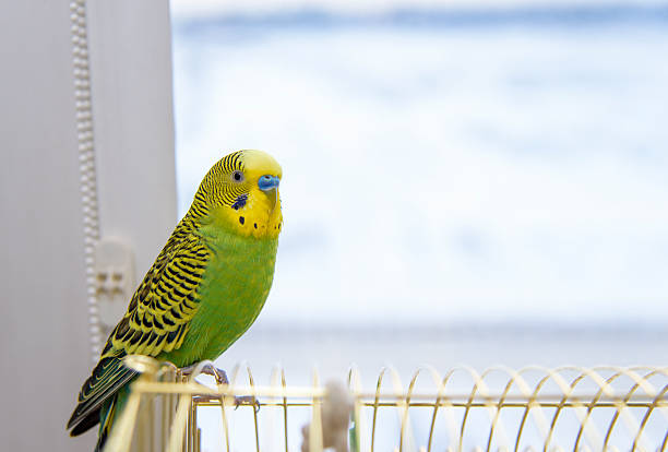 istock Budgerigar on the birdcage and  looking out the window 508759284