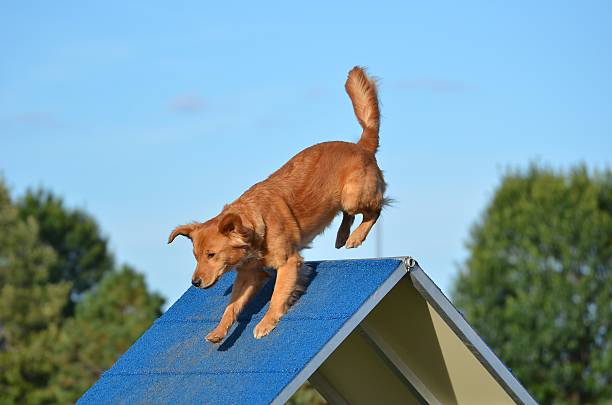 istock Golden Retriever at Dog Agility Trial 508759350