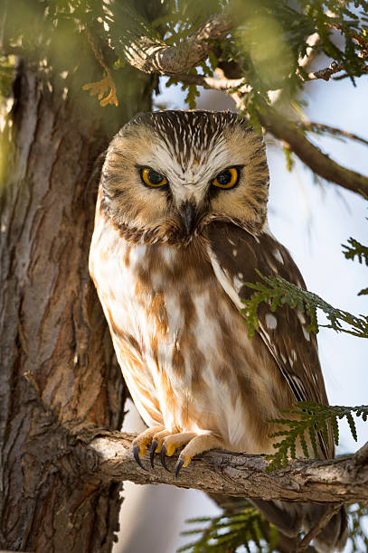 istock Northern Saw-whet Owl, Aegolius Acadicus 508759914
