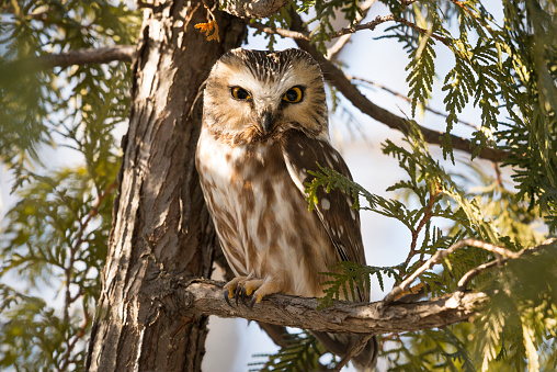 Northern Saw-whet Owl, Aegolius Acadicus.