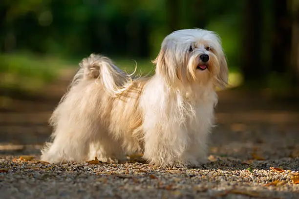 Beautiful young cream havanese dog is standing on a sunny forest path in late summer