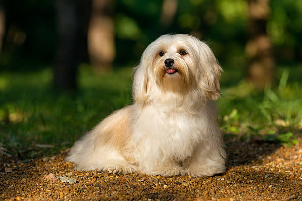 istock Beautiful happy havanese dog sitting on a sunny forest path 508763588