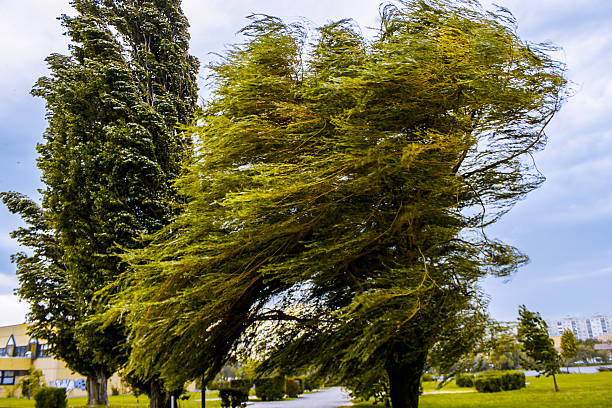 Windswept tree Windswept tree in Hungary gale stock pictures, royalty-free photos & images