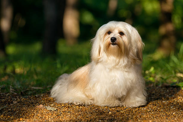 istock Beautiful young havanese dog sitting on a sunny forest path 508763796