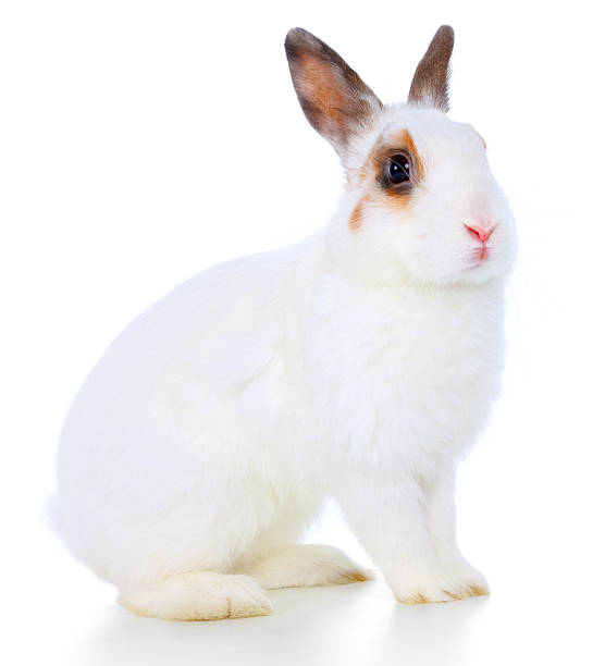 White Canadian Rabbit 46,000+ White Rabbit Isolated Stock Photos, Pictures & Royalty-Free ...