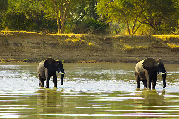 istock two elephants in the water 508783835