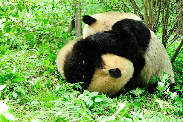 two giant pandas fighting at forest