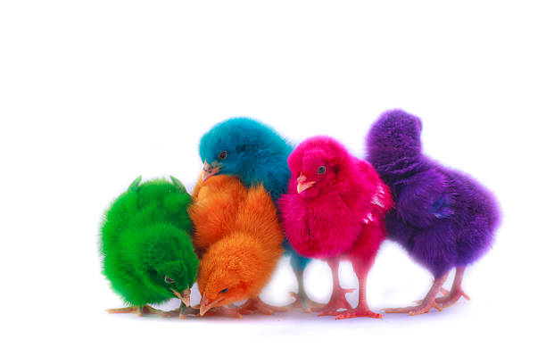 istock colorful of Cute Chicks 508784571