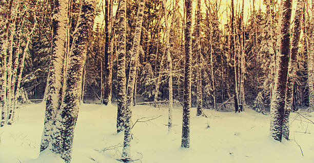 istock Snowy Forest - Retro, Faded 508784781