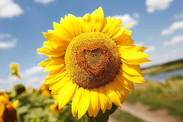 istock Heart shaped sunflower, close up photo 508785105