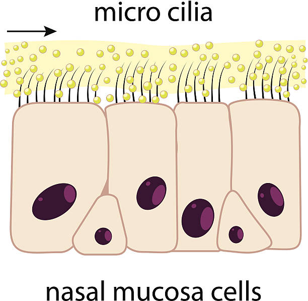 błony śluzowe nosa - mucosa stock illustrations