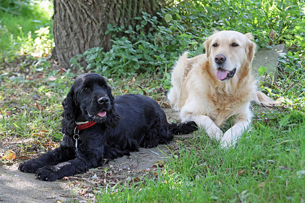 istock Golden Retriever and Cocker Spaniel 508786927