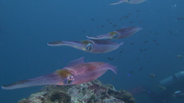 Bigfin reef squid swimming close to diver, Taiwan