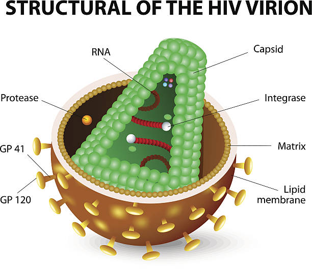 hiv virion - security order bacterium biology stock-grafiken, -clipart, -cartoons und -symbole