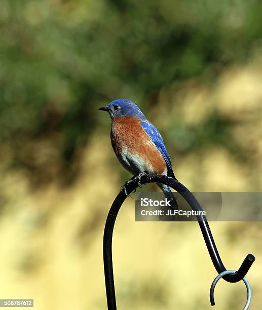 Beautiful Male Bluebird Perching On A Shepherds Hook Stock Photo - Download Image Now