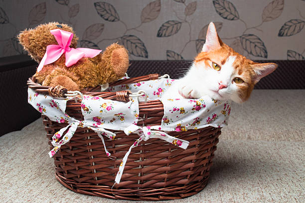 Red cat sitting in a wicker basket with a Teddy Bear