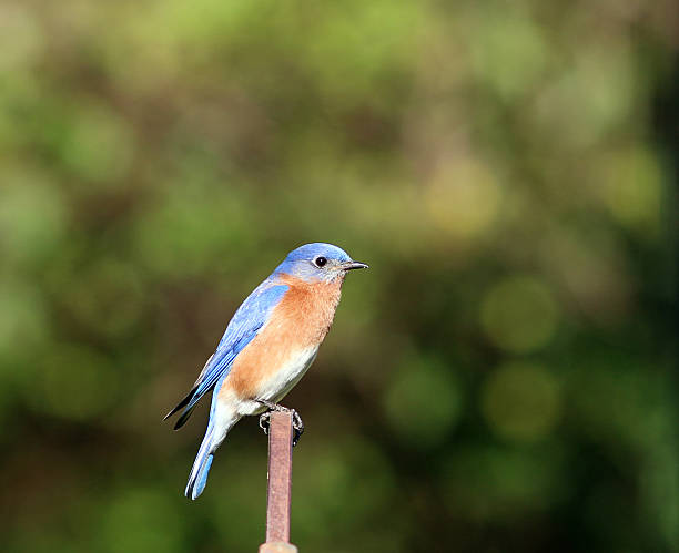 istock Male Bluebird Closeup View 508787688