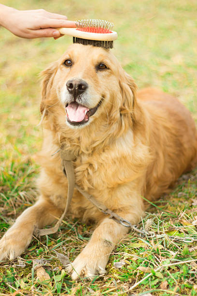 istock human hand brushing golden retriever 508788116