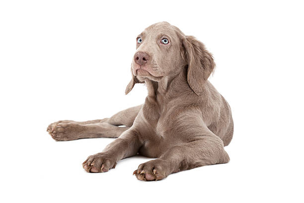 Weimaraner puppy, three months old, lying. Isolated on white.