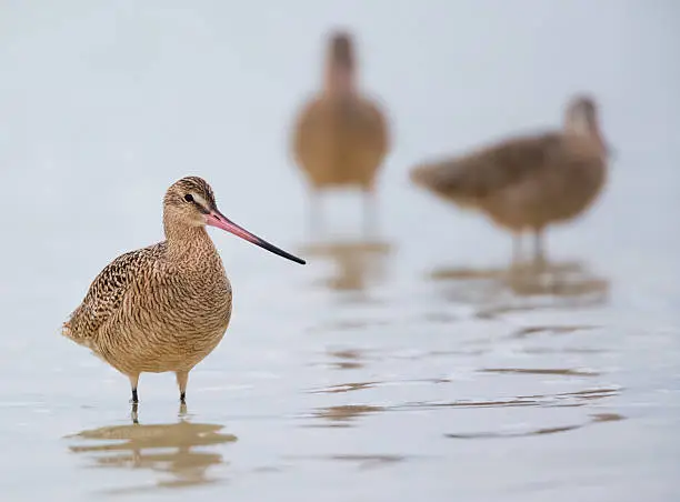 Photo of Marbled Godwits