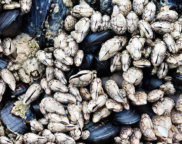 Goose Neck Barnacles and Muscles  