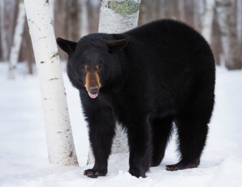 Black Bear in Winter  