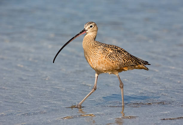 Long Billed Curlew Long Billed Curlew  numenius americanus stock pictures, royalty-free photos & images