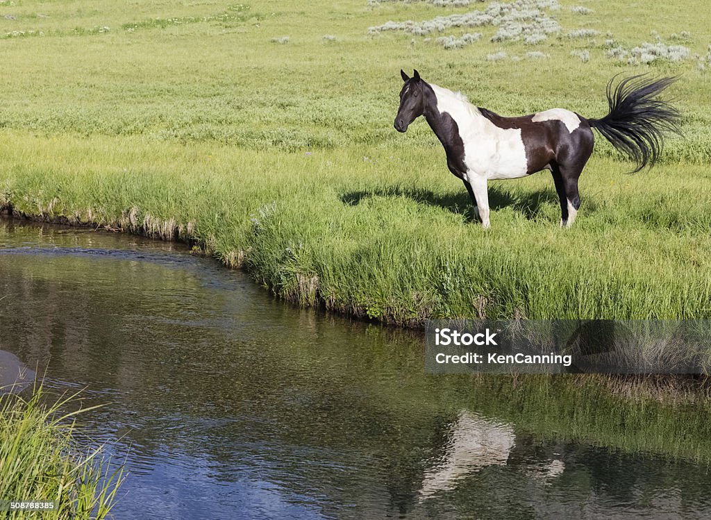 Horses and Meadow Stream Horse by a Meadow Stream   Animal Stock Photo