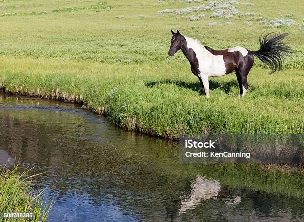 Horses And Meadow Stream Stock Photo - Download Image Now - Animal, Animal Behavior, Animal Themes