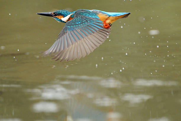 istock Flight of Kingfisher 508788429