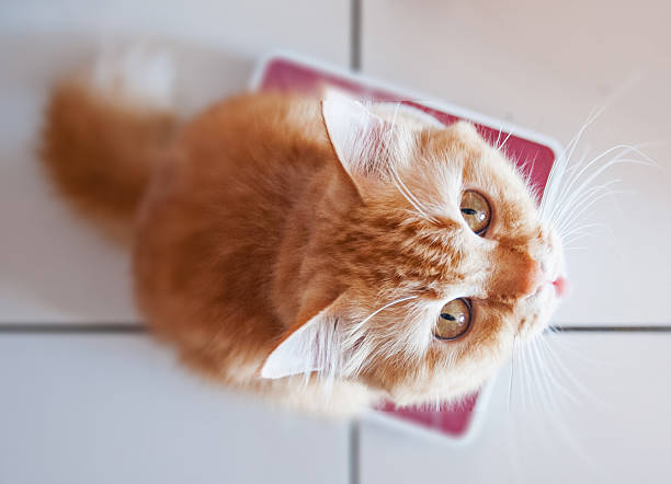 istock Yellow cat on weighing scale 508788439