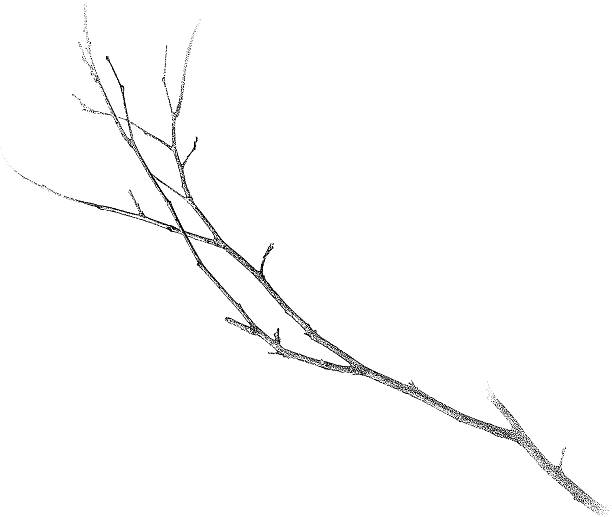 Twig Isolated On White Stipple illustration of a twig isolated on white. twig stick wood branch stock illustrations