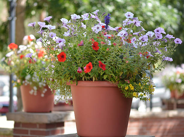 istock Potted Petunias 508788803