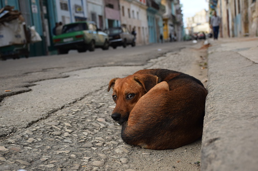 Shot on the dog who lying on the street.
